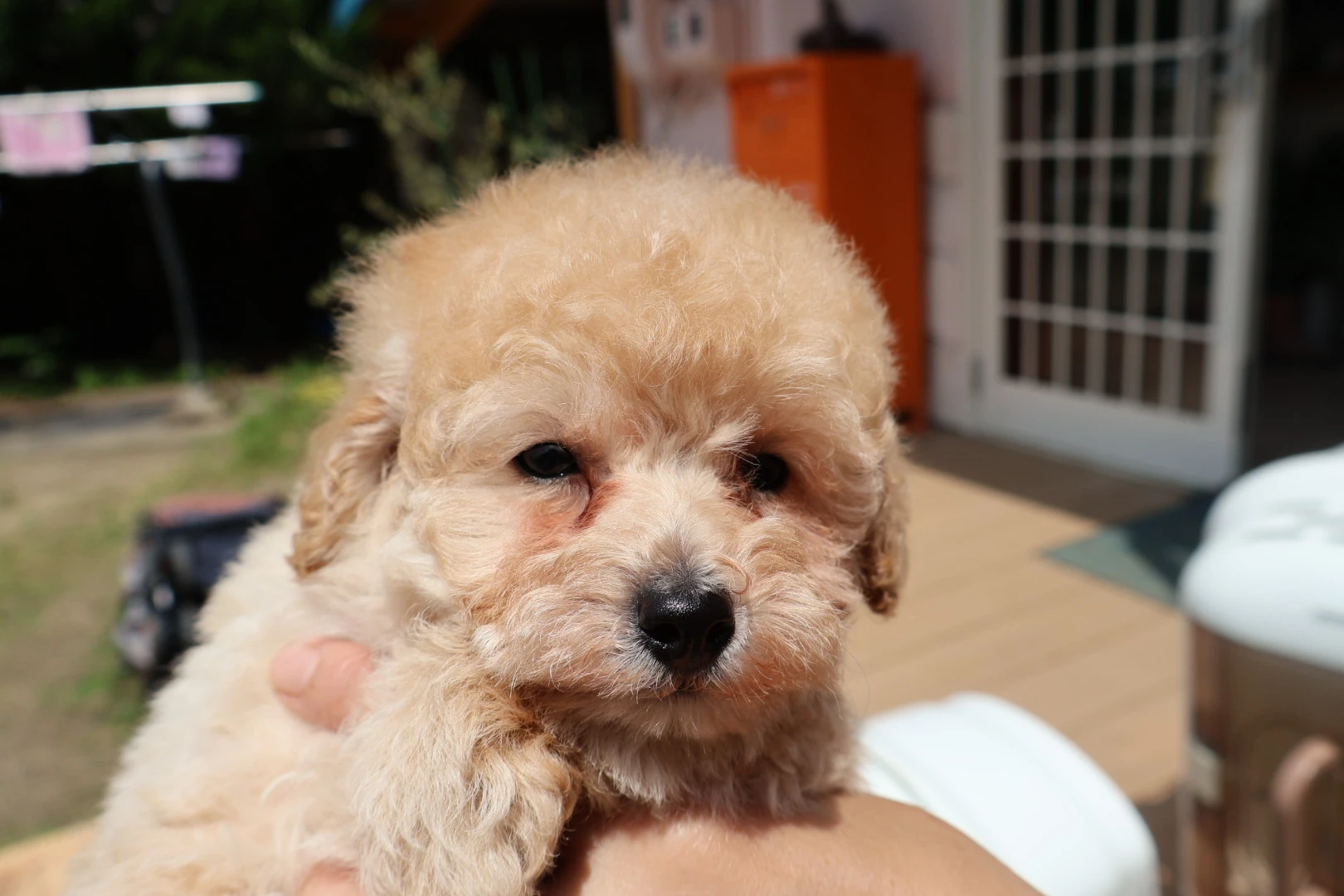 子犬の散歩デビューはいつから？専門家が解説