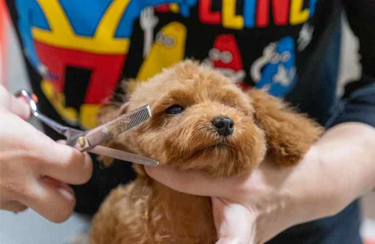 トイプードルを飼おうかお考えなら かわいいトイプードルを「家族の一員」としてお迎えしませんか？