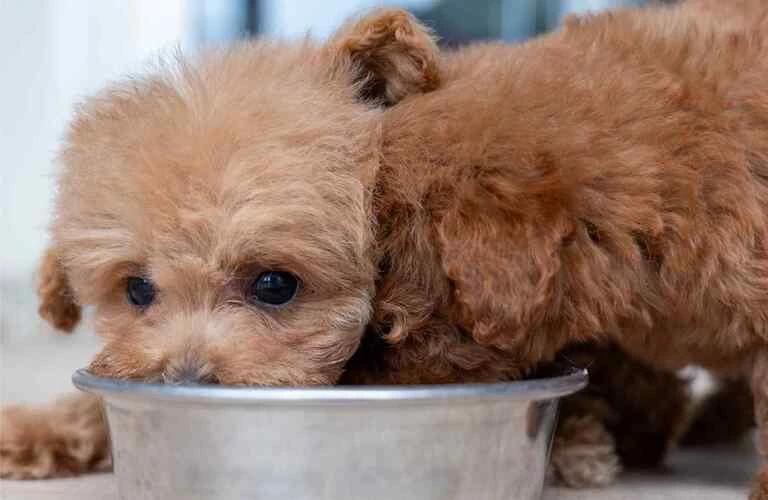 子犬の食欲にお悩みの方必見！健康的な成長のための食事の工夫