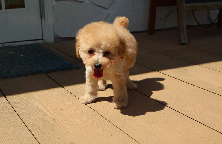 健康的な食事で愛犬の幸せをサポート