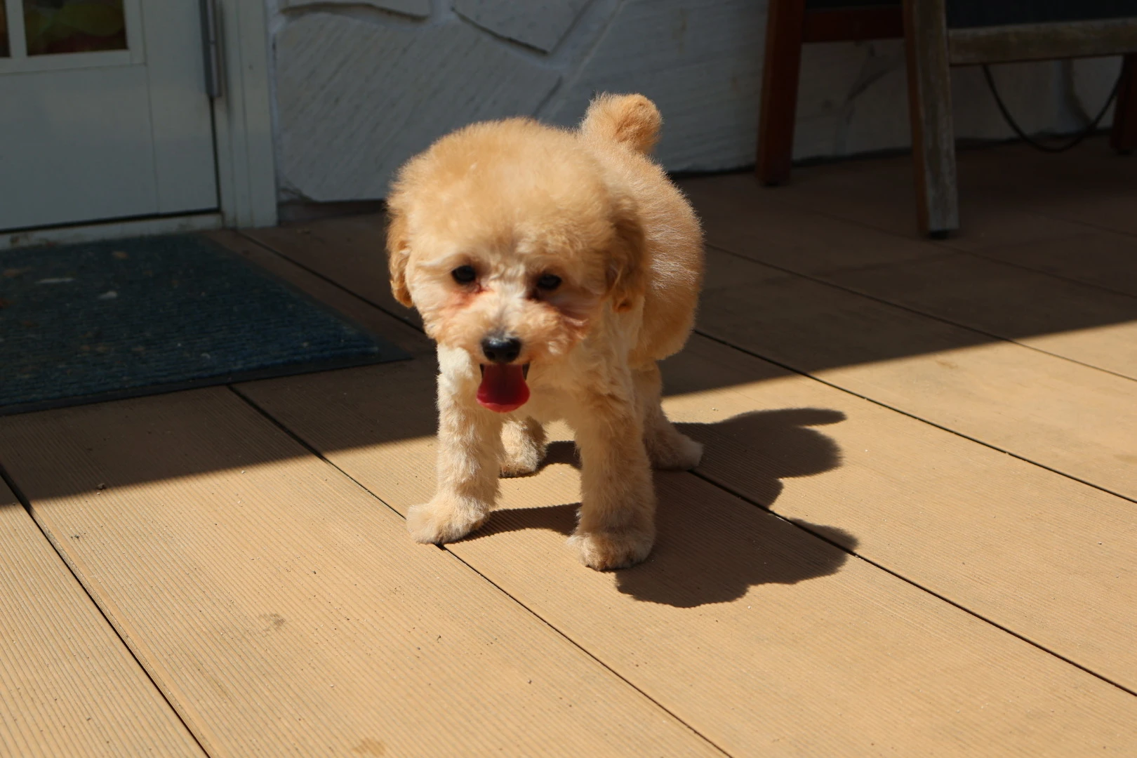健康的な食事で愛犬の幸せをサポート