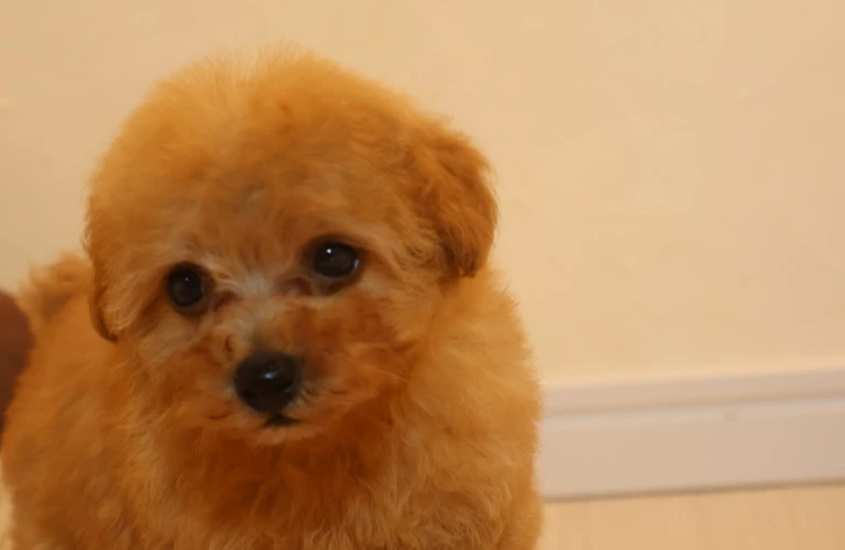 子犬の健康的な成長をサポート！おいしいごはんで幸せな毎日を