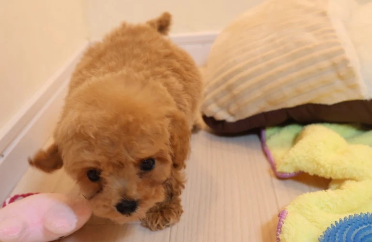 かわいい子犬との新しい生活を始める準備はできていますか？しつけや愛情表現、健康管理、ドッグトレーニングなど、子犬との素敵な暮らしに必要な情報をお届けします。