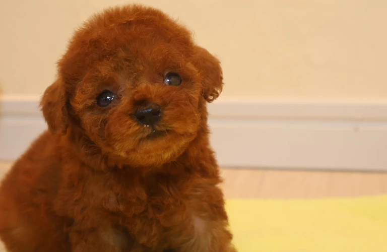 社会化から始める犬との信頼関係。リードの使い方も大切