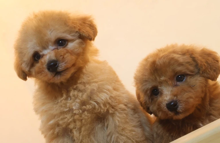 愛犬との特別な絆を深めるための秘訣をご紹介