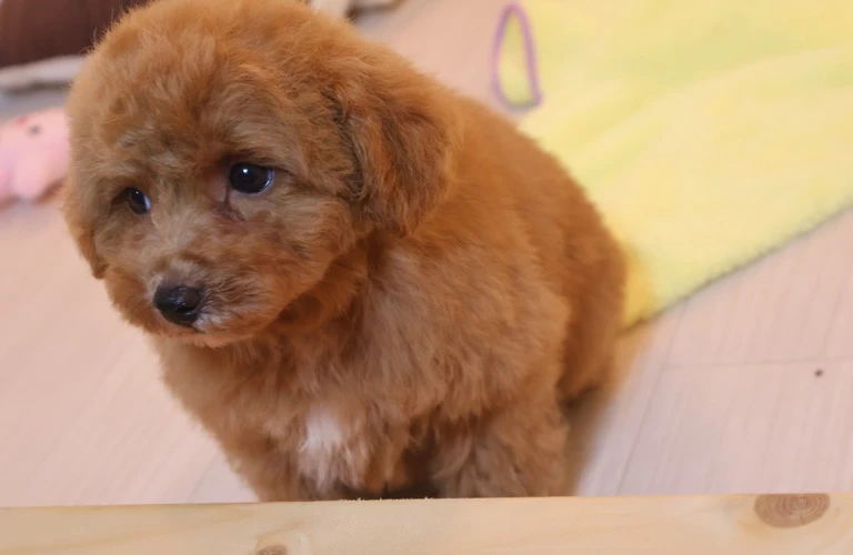 飼い主と犬の絆を深める楽しい遊び方を発見！