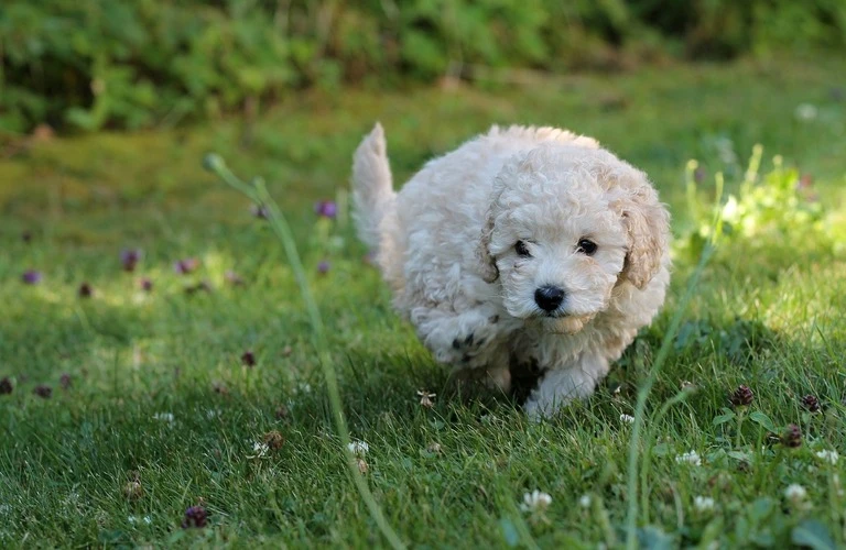 愛犬との素敵な生活を楽しもう！