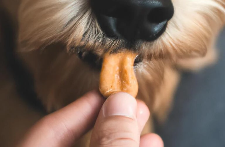 愛犬の健康を守る！おやつの与え方がポイント！