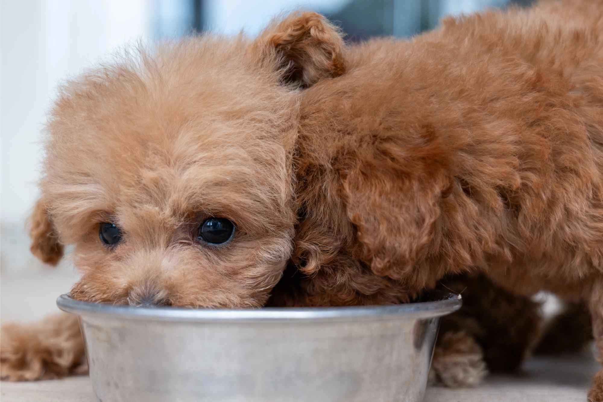 愛犬の健康は食事から！犬のフードとその保存方法