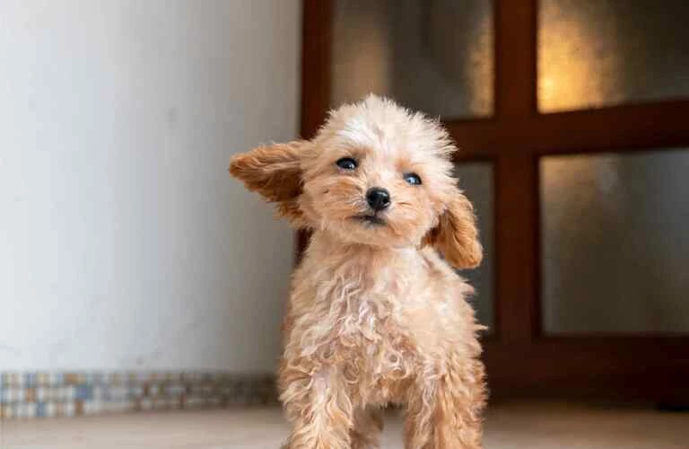 あなたの愛犬の健康を守るために！トイプードルの健康管理とアレルギー対策について知ろう！