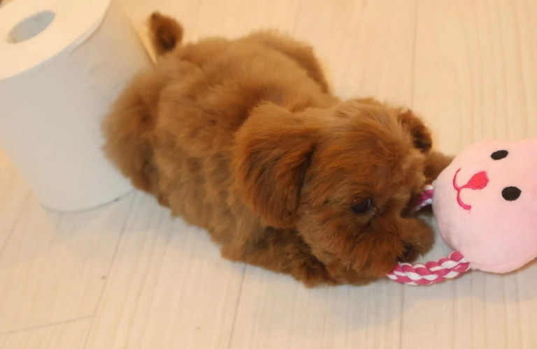アウトドアライフを愛犬と共に楽しむ新たな体験を！