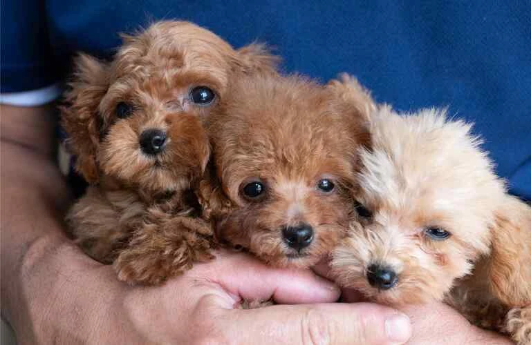 可愛い子犬との暮らしを始めよう！