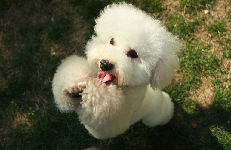 愛犬との特別な瞬間を共有しよう！笑顔溢れるコミュニケーション術を習得して、愛犬と心を通わせる感動を体験しましょう♪