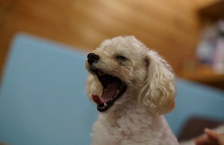 愛犬の口臭をスッキリ解消！歯磨きとデンタルケアで健康な笑顔を取り戻そう