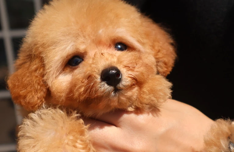 2024年の最新犬種を知りつくす！購入ガイドも完備