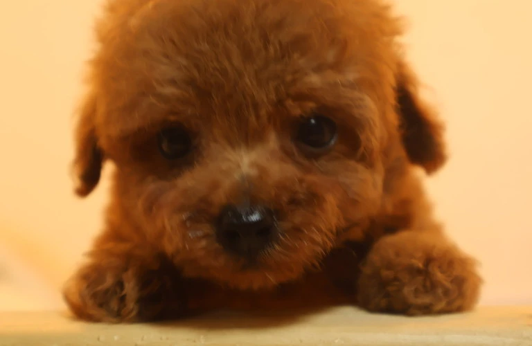 2024年、最新トイプードルトレンドを先取り！福山市で子犬探し♪