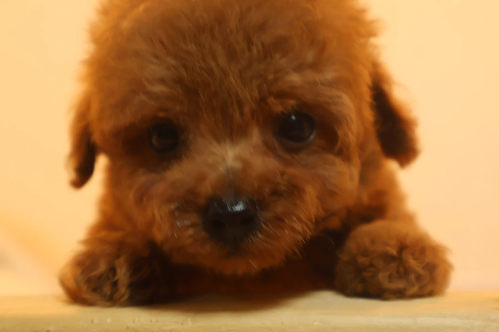 2024年、最新トイプードルトレンドを先取り！福山市で子犬探し♪