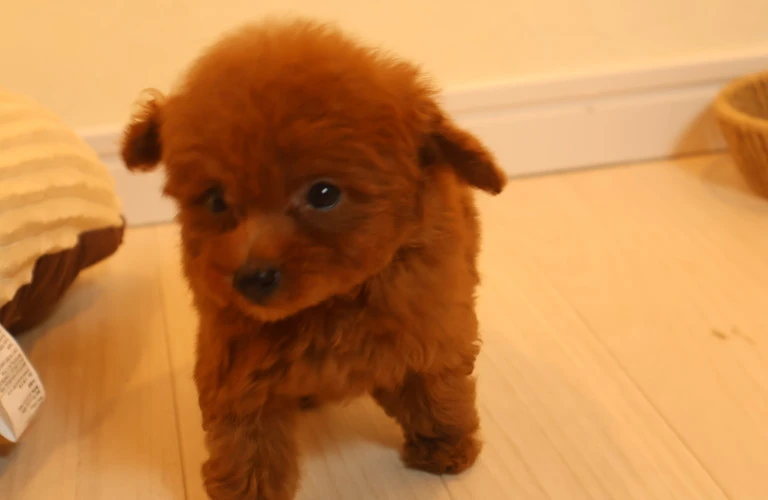 犬と共に歩む幸せな生活をサポートする総合情報サイト