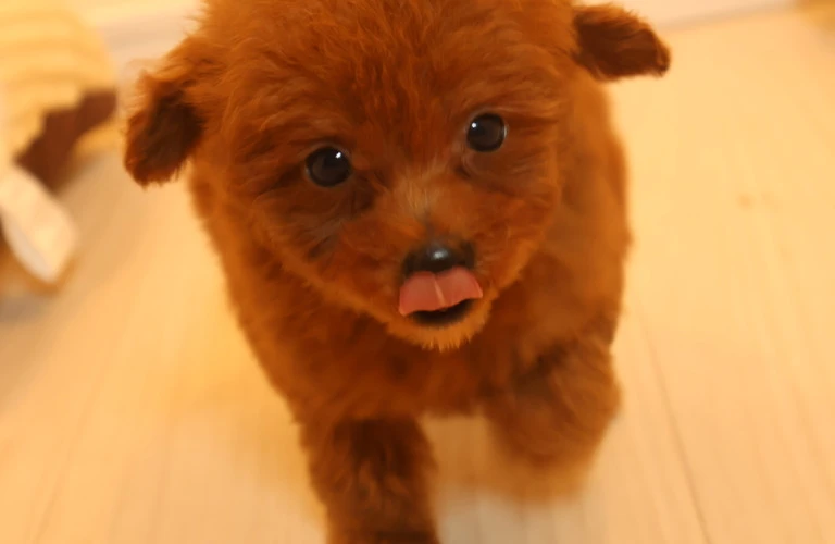 犬との心を通わす秘訣を手に入れよう
