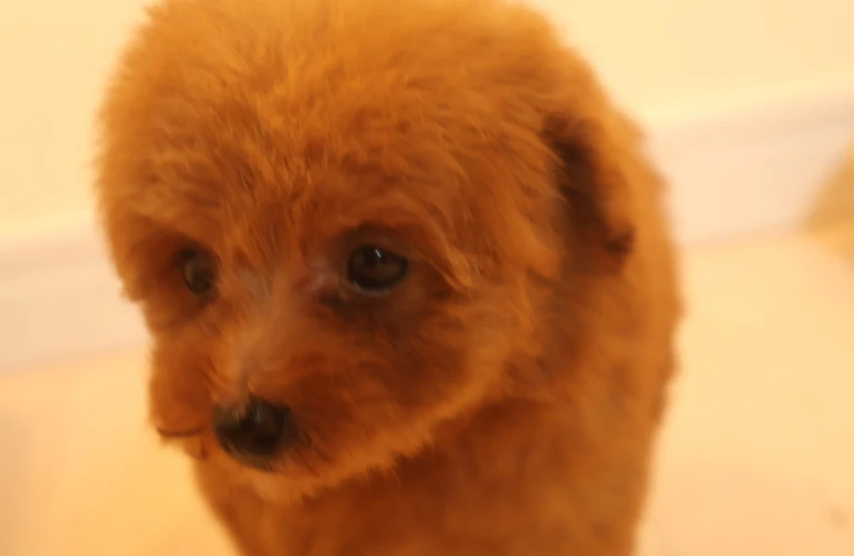 愛らしい赤ちゃん犬との特別な日常を楽しむための飼い方ガイド