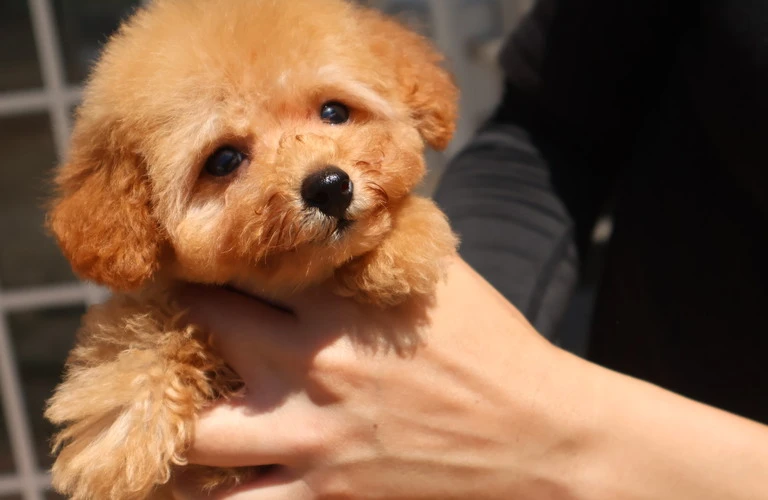 癒しと安らぎを与える犬の魅力を堪能しよう