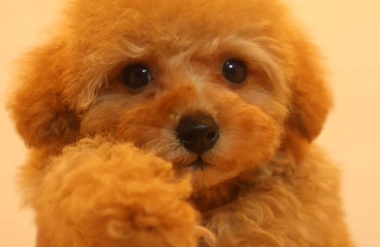 可愛らしいトイプードルの子犬との素敵な出会いを体験しよう！