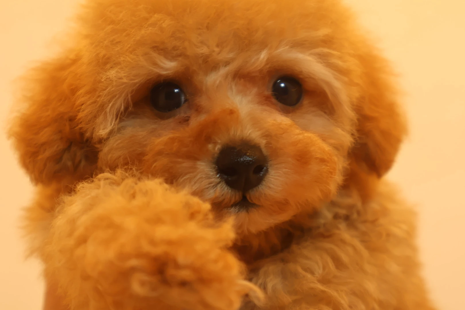 可愛らしいトイプードルの子犬との素敵な出会いを体験しよう！