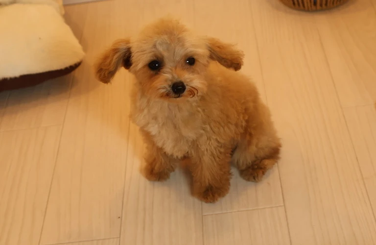 愛犬の健康と幸せを守ろう！病気予防から心のケアまで