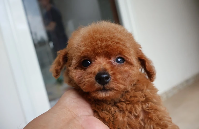 福山で人気のペットホテルで愛犬と安心した滞在を