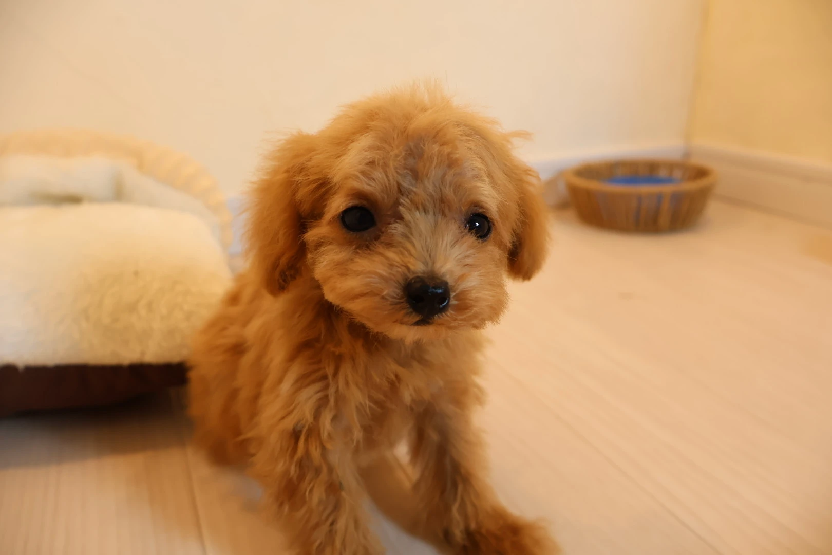 愛犬の魅力を最大限に引き出すトリミングサービス
