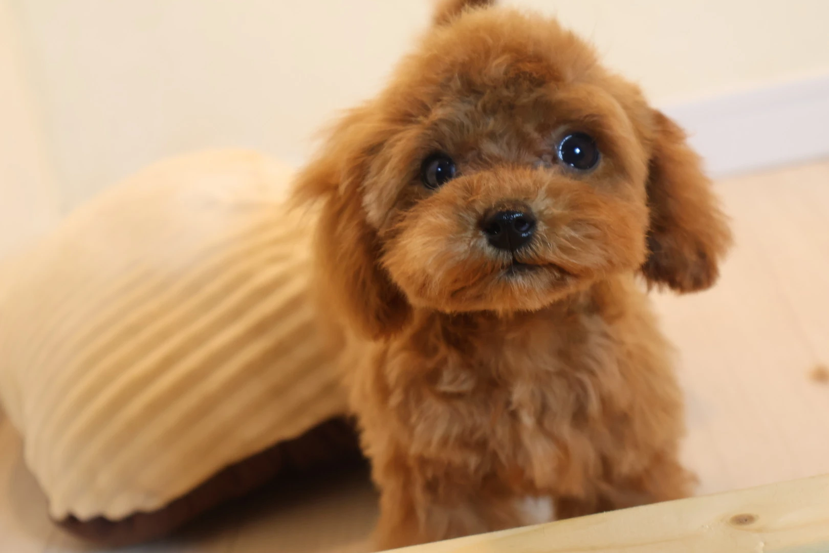健康第一！愛犬トイプードルの安心管理を私たちと一緒に