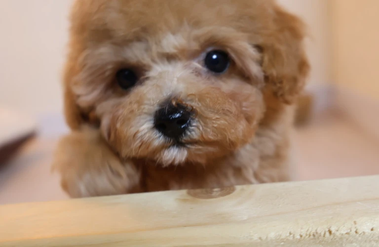 成犬のトイプードルにもしつけは必要！小型犬のためのしつけ訓練方法をご紹介