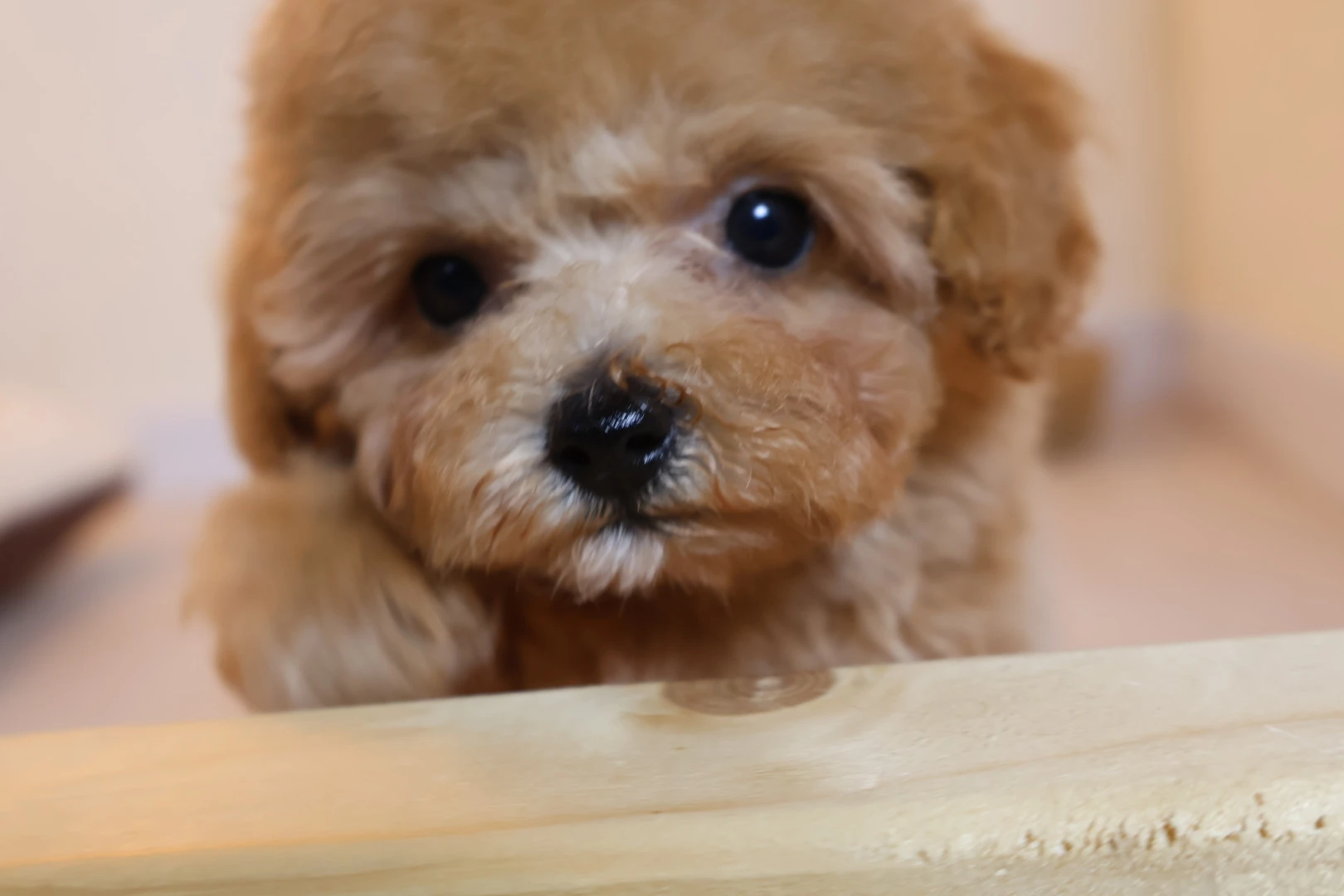 成犬のトイプードルにもしつけは必要！小型犬のためのしつけ訓練方法をご紹介
