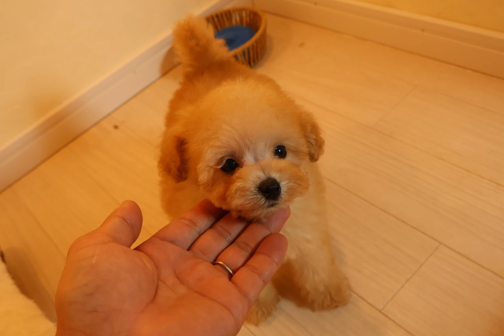 広島で最高の愛犬との出会いを見つけよう！