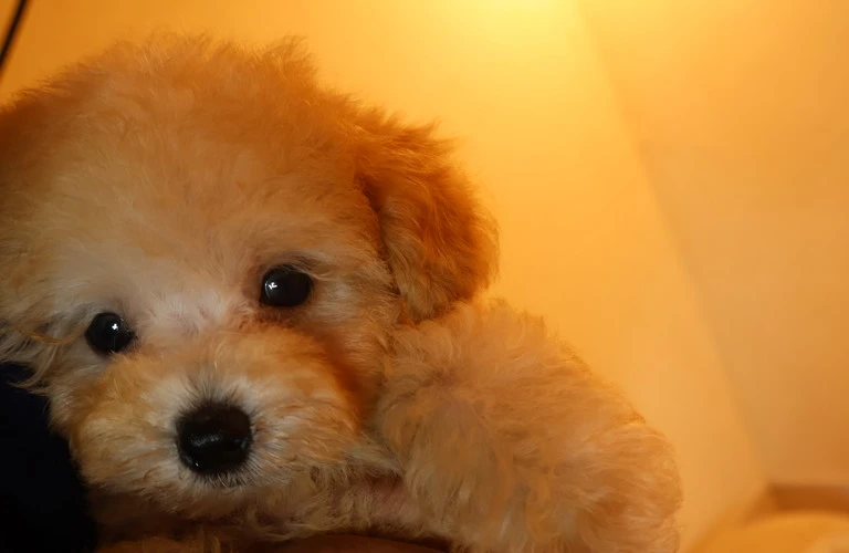 小型犬専門！愛情いっぱいの子犬との素敵な出会いをお楽しみください