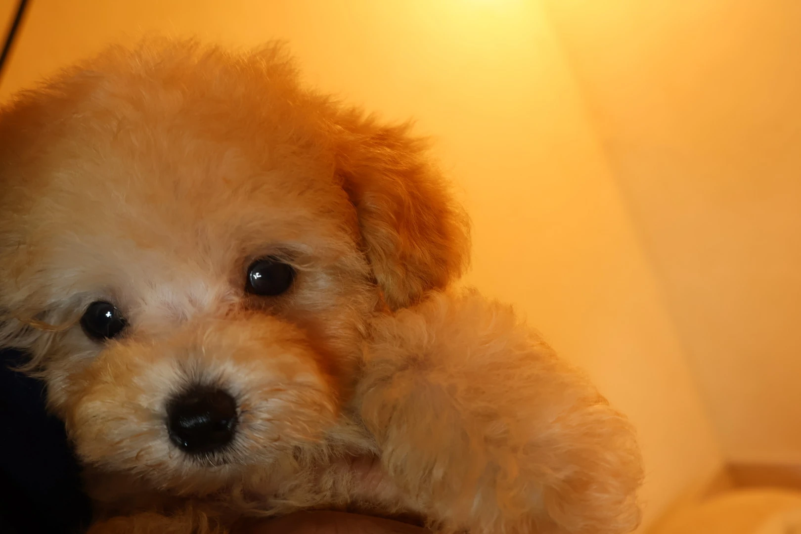 小型犬専門！愛情いっぱいの子犬との素敵な出会いをお楽しみください