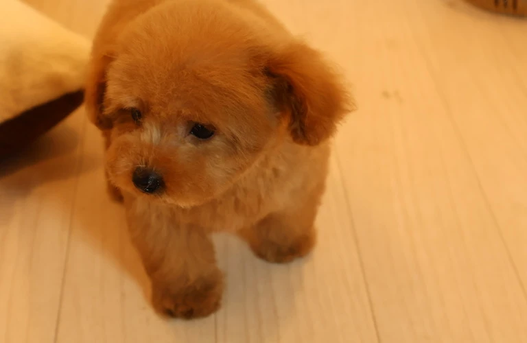 トイプードル子犬との幸せな生活をスタート！初心者でも安心の飼育ガイド