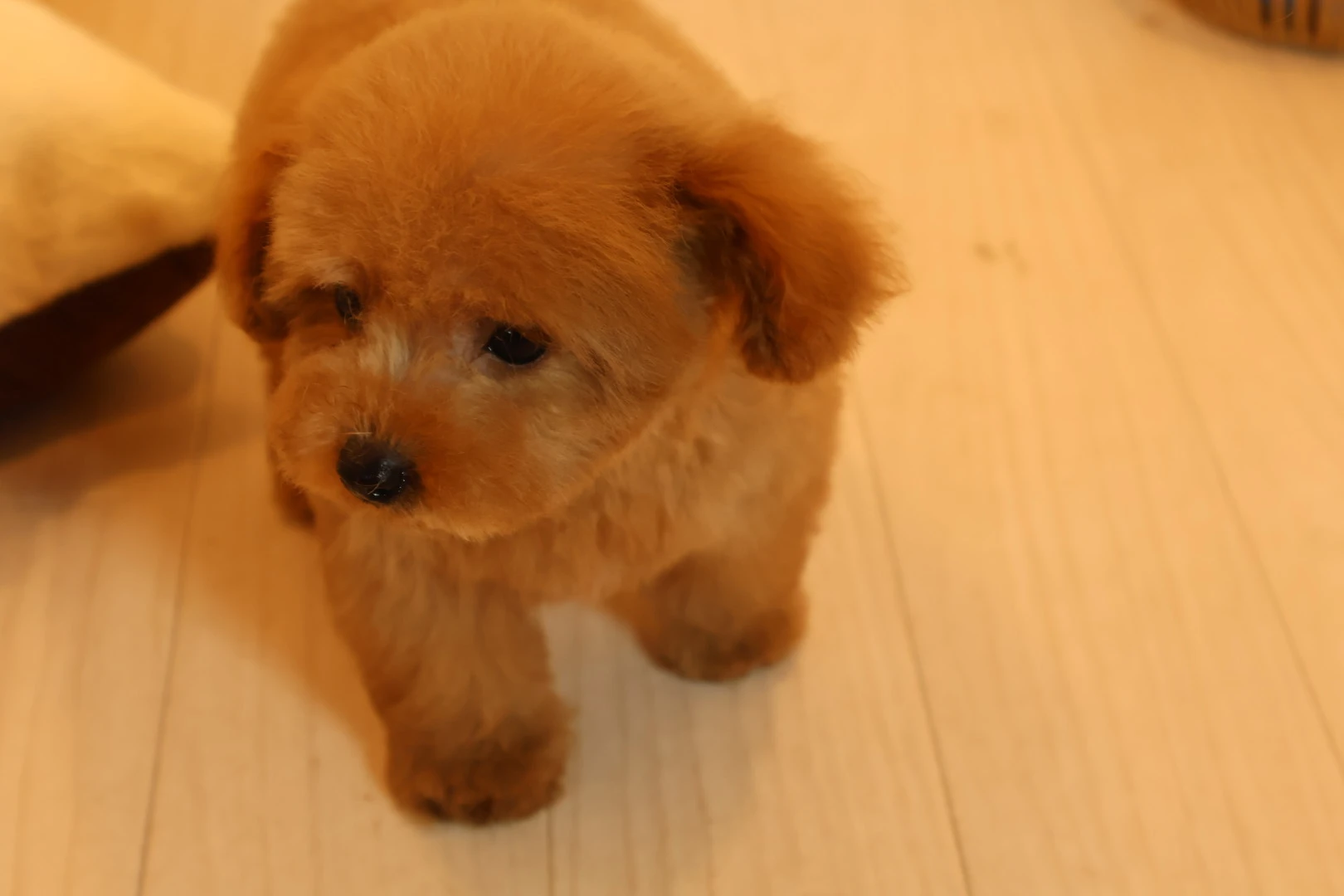 トイプードル子犬との幸せな生活をスタート！初心者でも安心の飼育ガイド