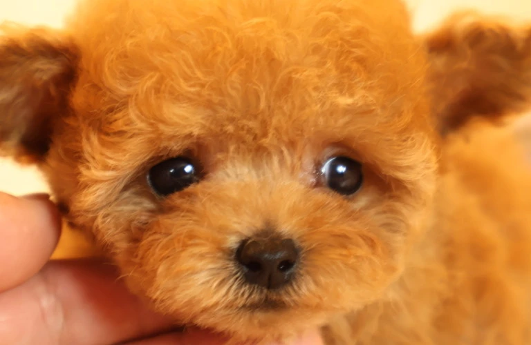 健康なトイプードルをキープ！トリミングで愛犬の健康をサポート