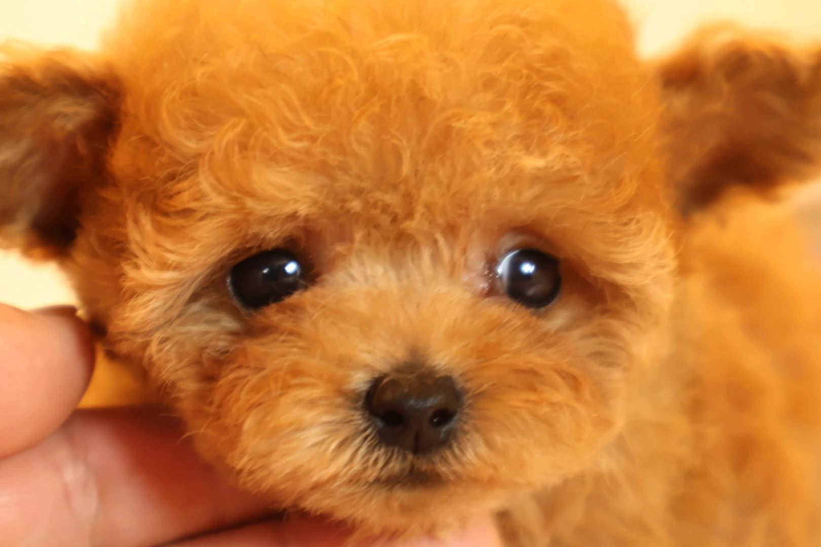 健康なトイプードルをキープ！トリミングで愛犬の健康をサポート