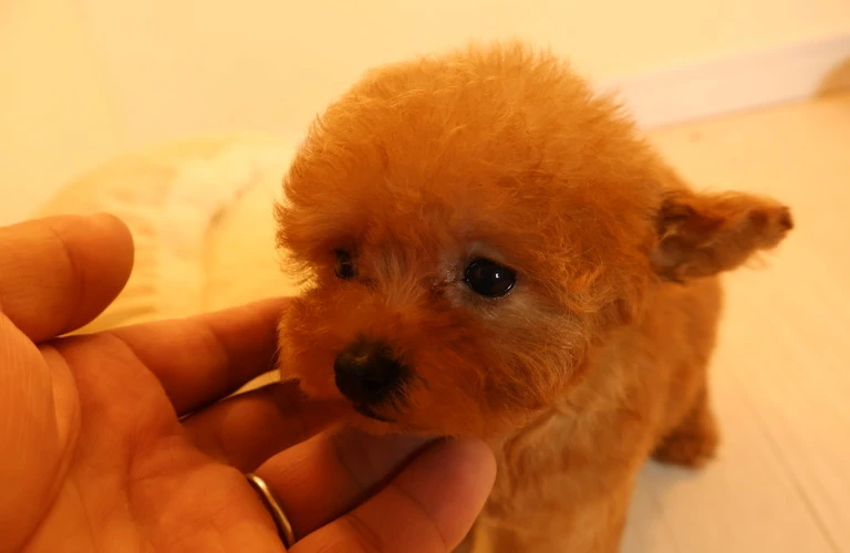 犬との深い絆を築くための効果的なトレーニングとコミュニケーション術