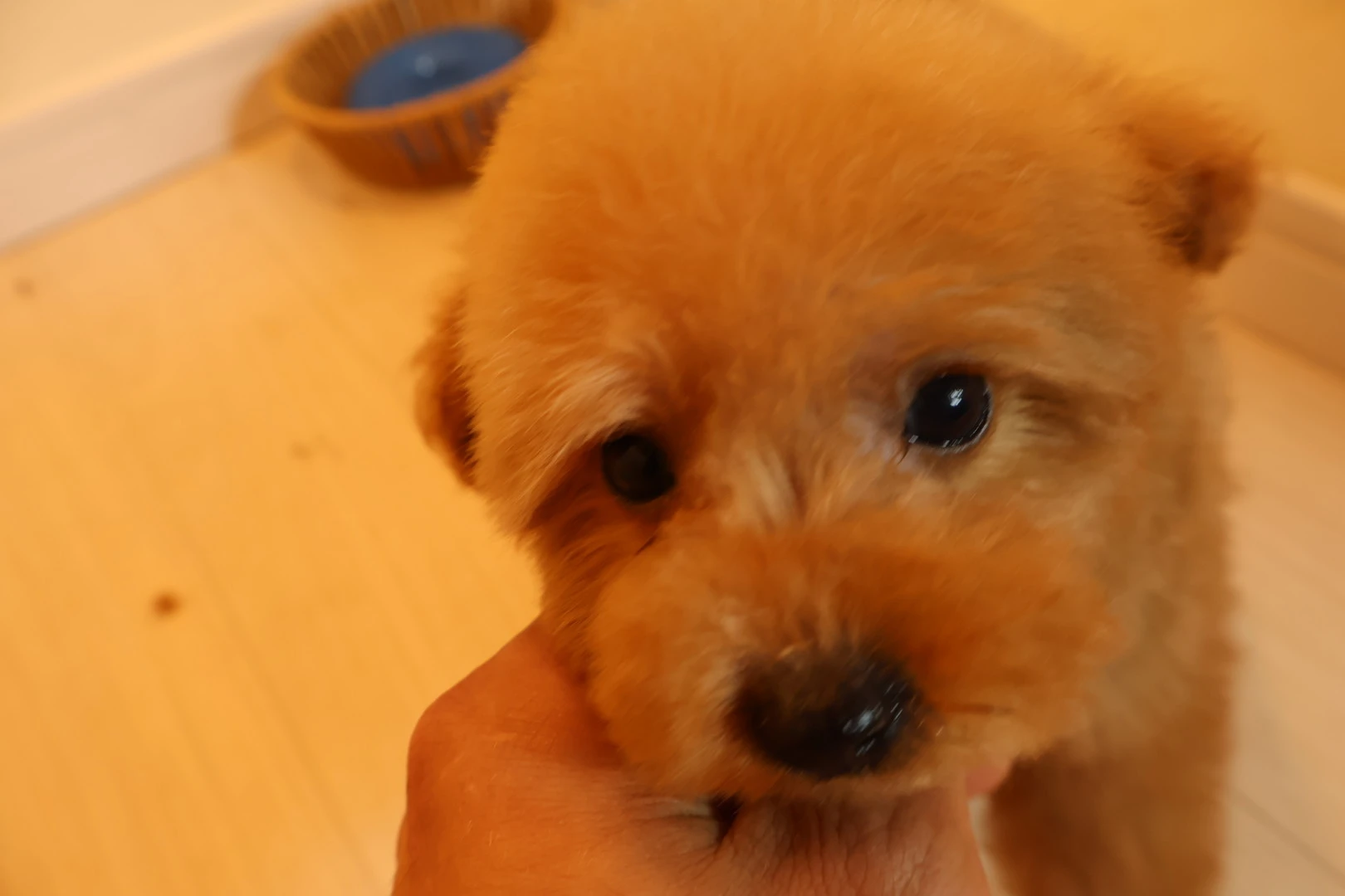 犬との絆を深める！しつけのポイントとコツを学ぼう