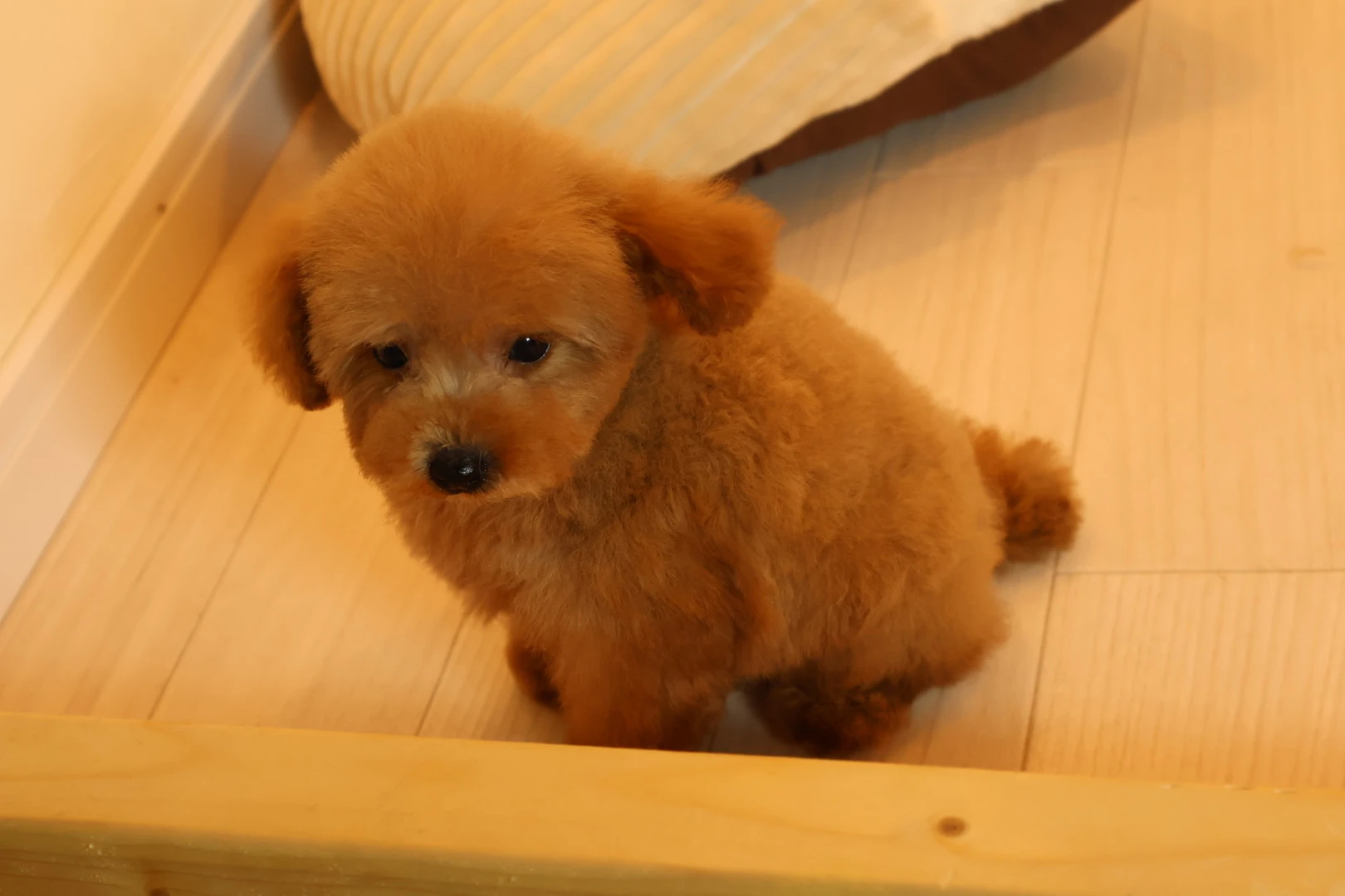 安心して愛犬を迎えるための準備をしよう