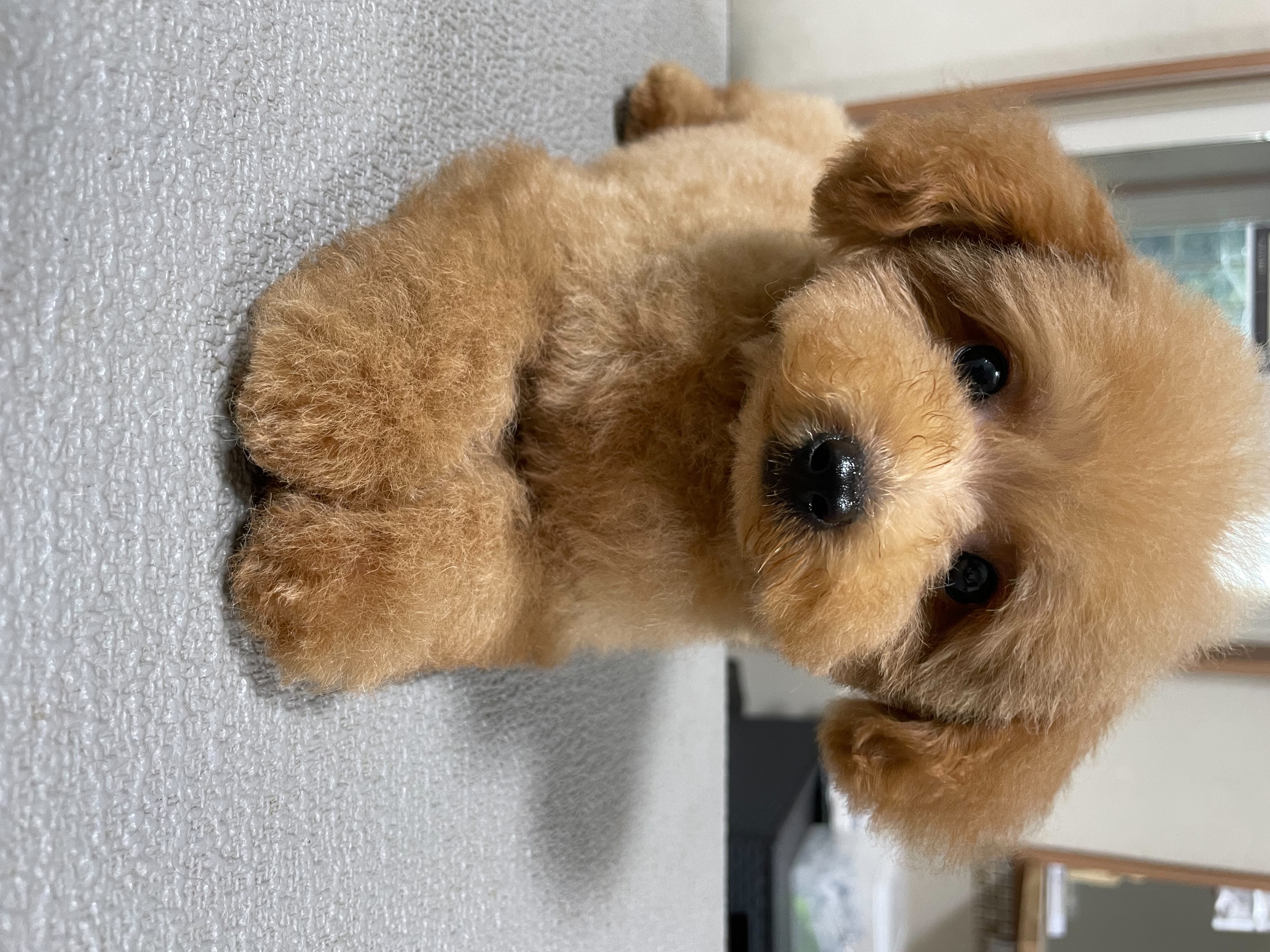 犬との理想的なコミュニケーションをリード訓練から始めよう