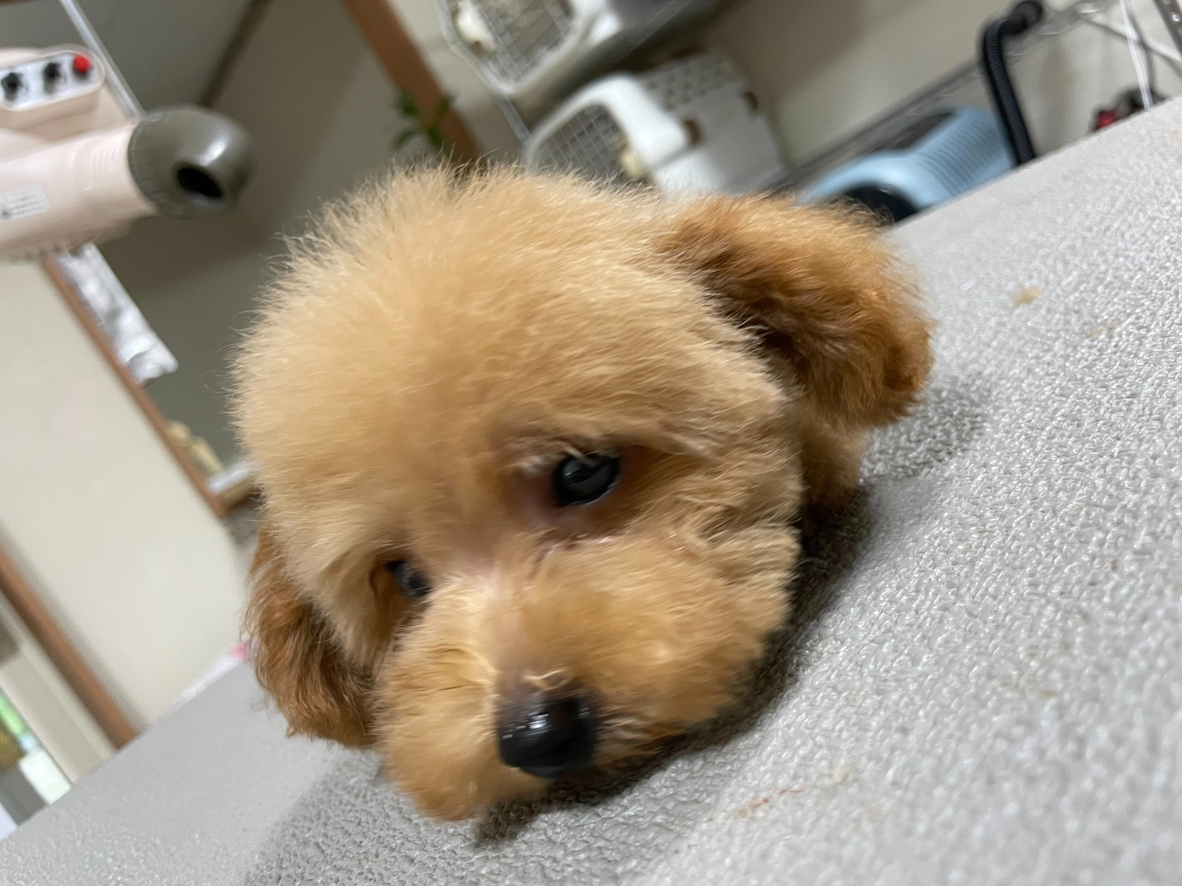 愛犬の健康を守る、あなたのためのアドバイス