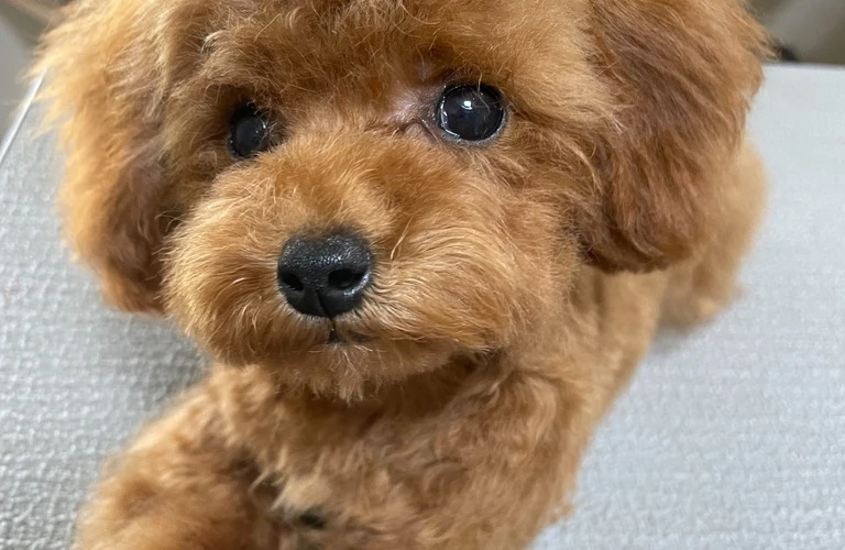 小型犬の魅力を最大限に引き出すトリミング！健康を保つためのポイントもご紹介