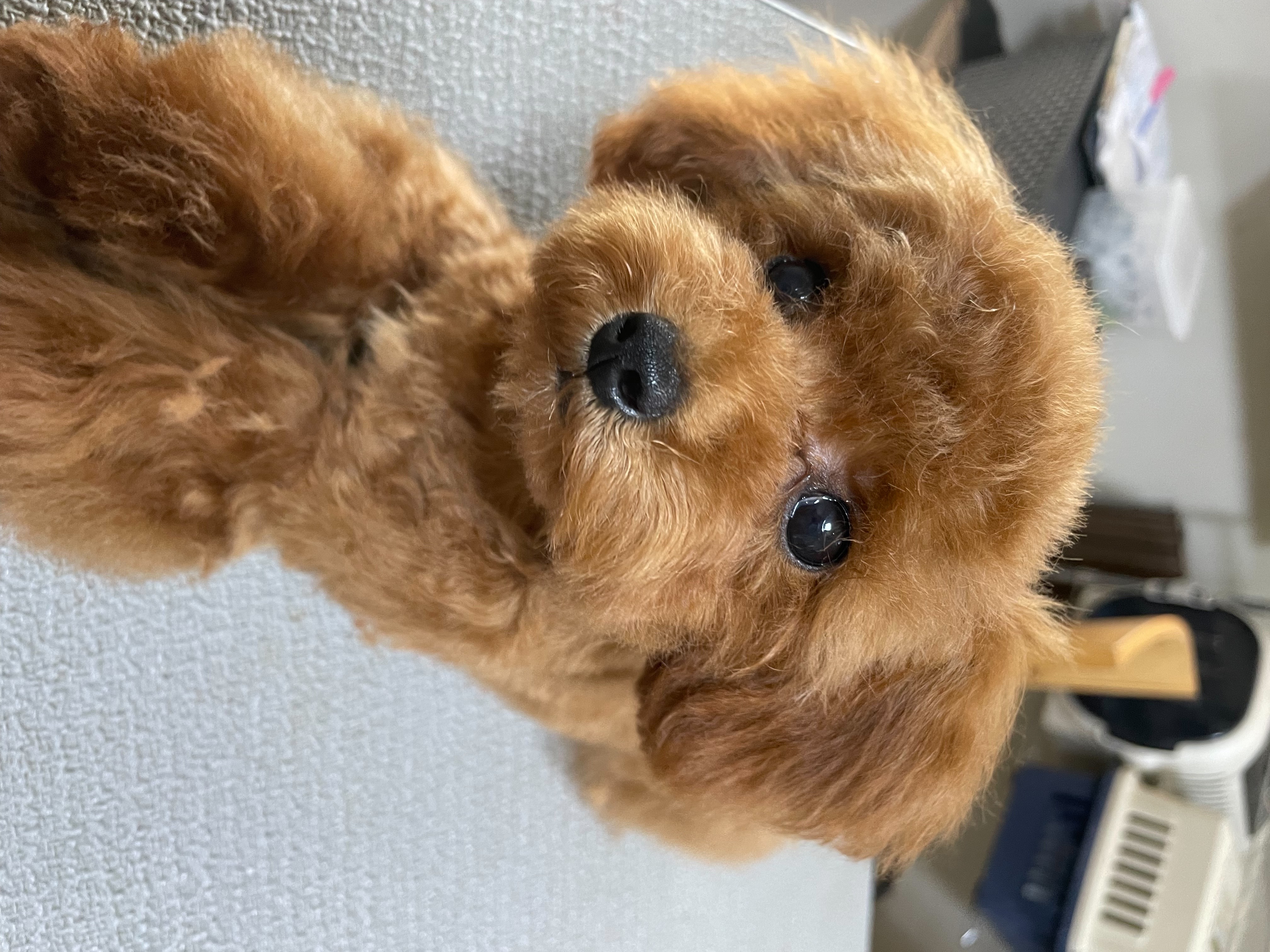 小型犬の魅力を最大限に引き出すトリミング！健康を保つためのポイントもご紹介
