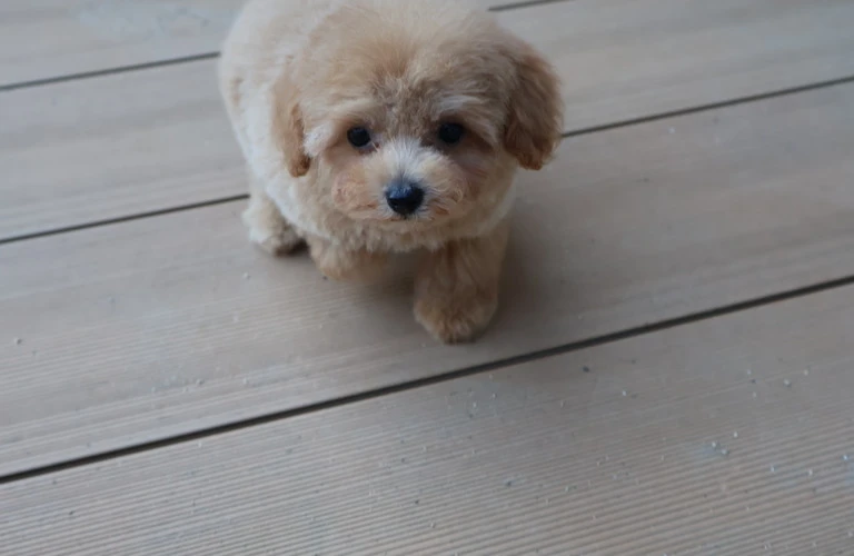 外耳炎を予防して愛犬の健康を守ろう！