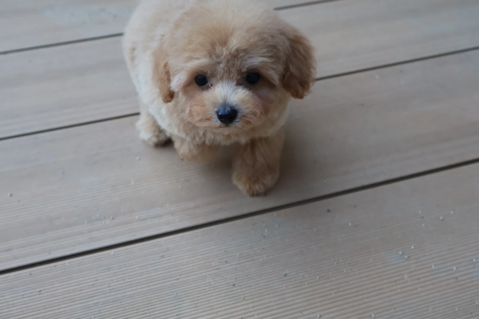 外耳炎を予防して愛犬の健康を守ろう！