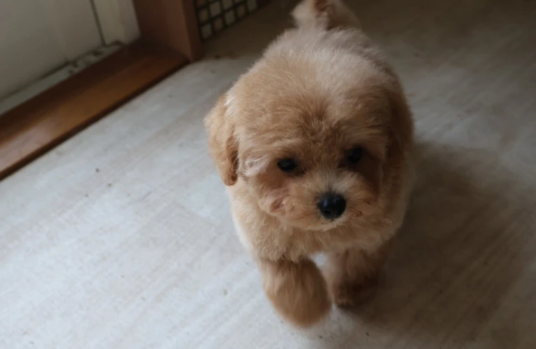 愛犬の健康と幸せを考える